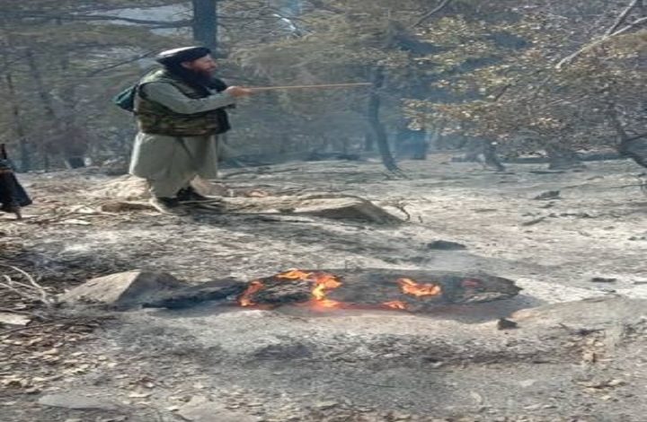 وقوع آتش سوزی در یک جنگل در نورستان